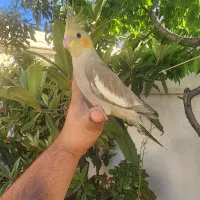 عروس هلندی جوجه