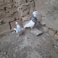 طوقی