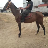 مادیان تورکمن