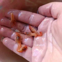 لابستر|ماهی|اردبیل, |دیوار