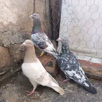 کبوتر هفرنگ آس خطی لک دار