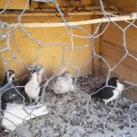 کبوتر|پرنده|آباده, |دیوار