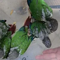 جوجه گرینچینگ|پرنده|گرمسار, |دیوار