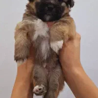 واگذاری شیتزو