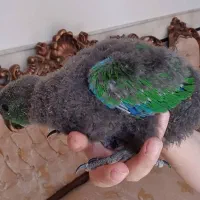 جوجه اکلکتوس نر و ماده سرلاکی|پرنده|تهران, مولوی|دیوار