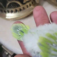 راهب پسته ای سرلاکی|پرنده|اصفهان, آزادان|دیوار