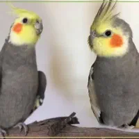 جفت عروس هلندی