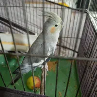 عروس هلندی ۴ ماهه|پرنده|محمدیه-قزوین, |دیوار