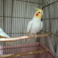 عروس هلندی لوتینو مولد|پرنده|تهران, افسریه جنوبی|دیوار