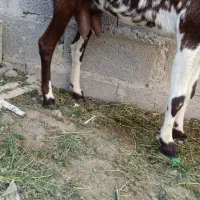 بزپنجاب دورگ آپس بز محلی شیری|حیوانات مزرعه|چابهار, |دیوار