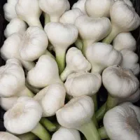 سیر تازه