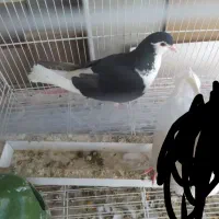 کفتر