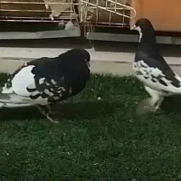 جفت کفتر شهری یال چاپی، اطراف کوهچنار