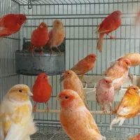 قناری سرخ|پرنده|سبزوار, کاشفی شمالی (دادگستری)|دیوار