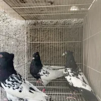 کفتر کله سیاه سینه سیاه