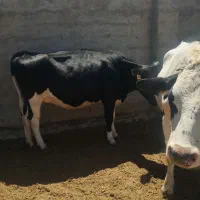 گاو|حیوانات مزرعه|فلاورجان, |دیوار