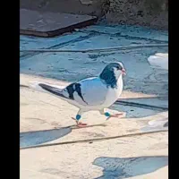 کفتر بدرنگ نر