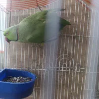 طوطی ملنگو  نر