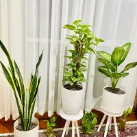 فروش گل خانگی
