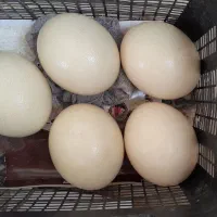 تخم شتر مرغ خوراکی