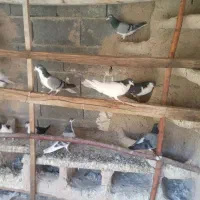 کبوتر دمگیر،بدرنگ روزگاری|پرنده|پیر بکران, |دیوار