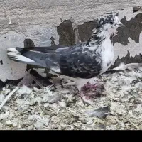 کفتر سینه باز قاره|پرنده|کرمانشاه, |دیوار