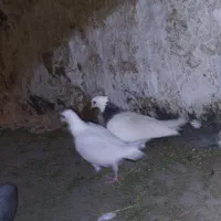 کفتر طوقی هفت رنگ
