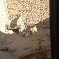 فروش یه قلاده سگ یک ساله به شرط