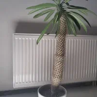 گل نخل ماداگاسکار ( پاکیپودیوم لامری)|گل و گیاه طبیعی|سقز, |دیوار