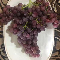 فروش ۲۰ هکتار مزرعه و گلخانه در اشتهارد|فروش دفتر صنعتی، کشاورزی، تجاری|تهران, آبشار|دیوار