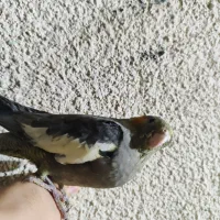عروس هلندی فوق دستی|پرنده|قم, پردیسان|دیوار