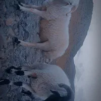 بره ماده عراقی