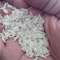 برنج دم‌سیاه اعیانی درجه 1