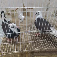 کپوت|پرنده|سراوان, |دیوار