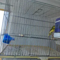 ۱۱تا قناری نرمست