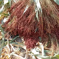 جارو مشهدی