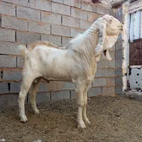 تکه جوان|حیوانات مزرعه|خواف, |دیوار