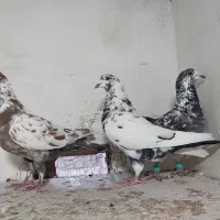 سوسکی  سرخ نر