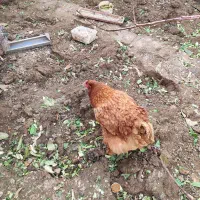 مرغ برهما|حیوانات مزرعه|تهران, جوادیه|دیوار