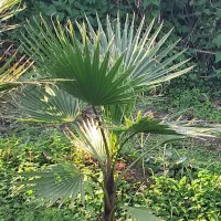 پالم زمینی|فعالیت داوطلبانه|کلاچای, |دیوار