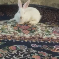 خرگوش