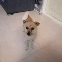 سگ مودب اشپیتز