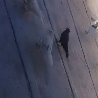 کبوتر پشت دار باخت رفته|پرنده|کرج, خرمدشت|دیوار