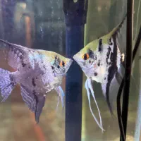 جفت آنجل گرید AA++ ماهی کلکسیونی جوان سالم سلامت