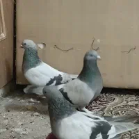 کبوتر نقره ای|پرنده|شهرکرد, |دیوار