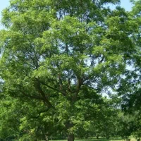 هرس تخصصی گردو ودرختان بلند وکهنسال با اره موتوری