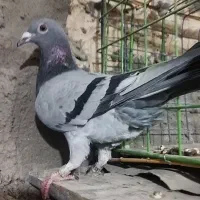 ماده پلاکی .خون قو.زات در ژات بی نظیر