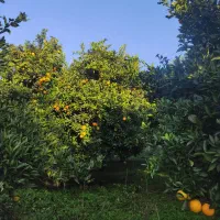 تامسون|خوردنی و آشامیدنی|گلوگاه, |دیوار