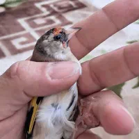 سره نر|پرنده|قرچک, میرزائی جنوبی|دیوار