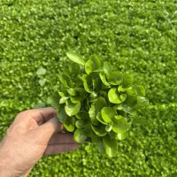 سبزهبهار نارنج